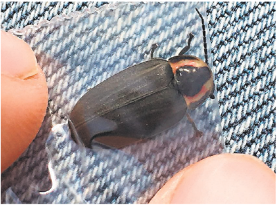 Division Of Natural Resources Resumes Firefly Citizen Survey News Bdtonline Com