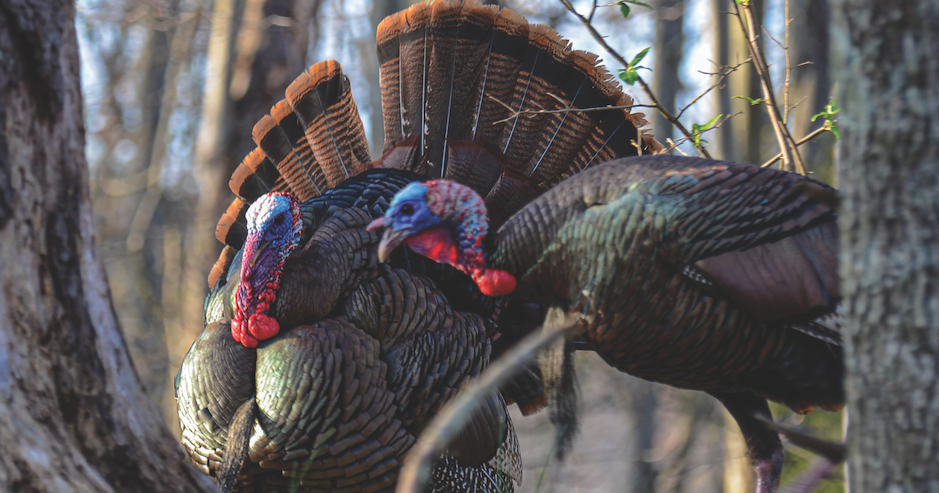 Turkey Back Protection Turkeys and turkey hunters from 'back then' when things were good ...