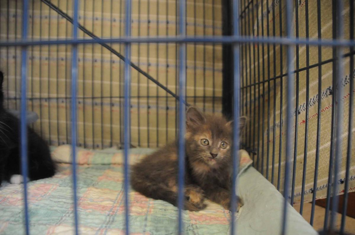 Slideshow Many Pets Available for Adoption at the Mercer County Animal