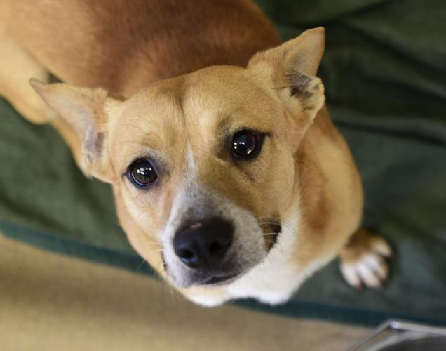 Empty the Shelters' event set in Mercer County | News ...