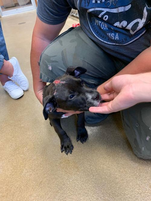 reward offered after pit bull puppy
