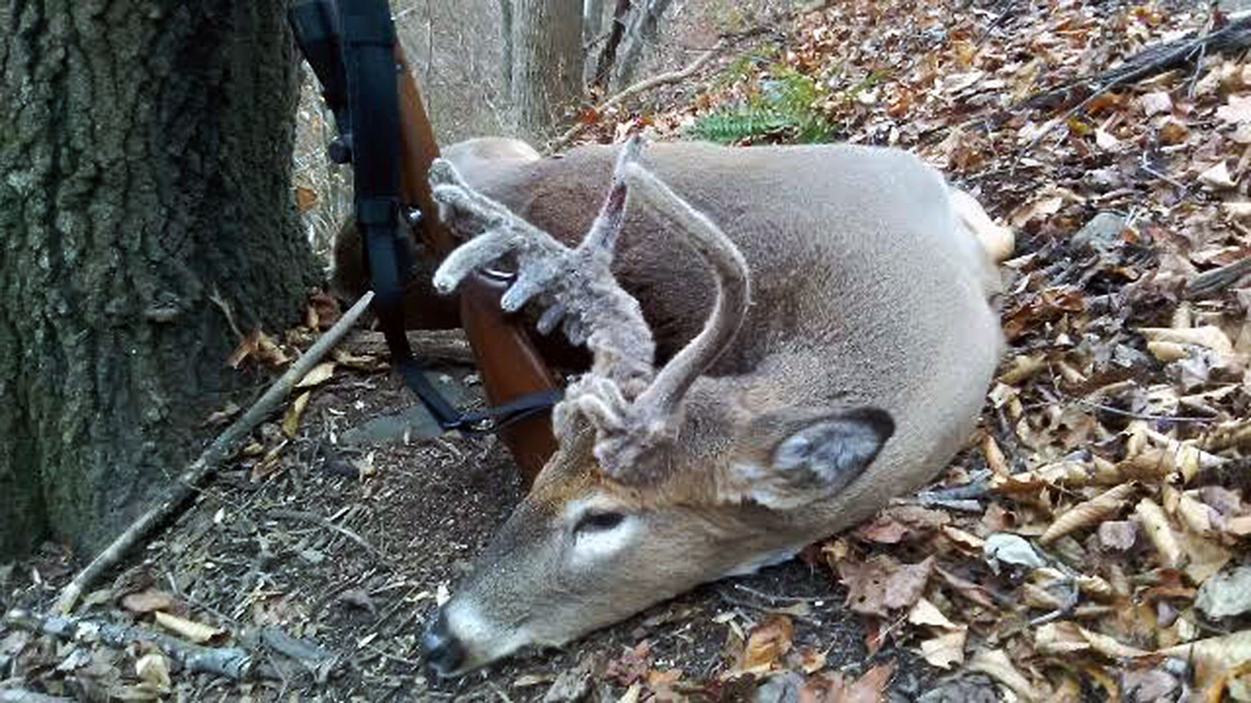 Wv 12 point whitetail deer antlers high quality