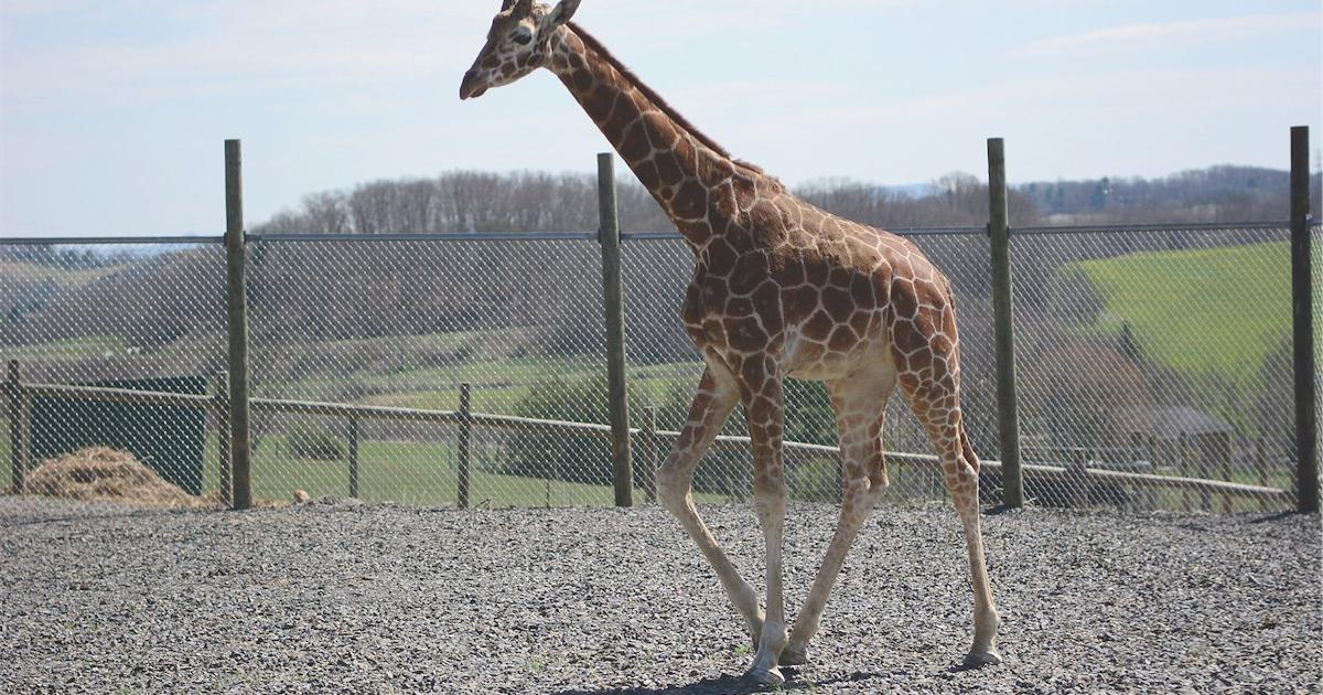 Fort Chiswell Animal Park celebrates newest addition | Lifestyles |  