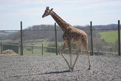 Fort Chiswell Animal Park celebrates newest addition | Lifestyles |  