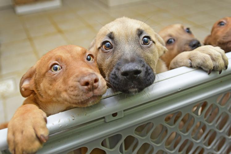 Kitten and puppy season: Local shelters doing their best to handle yearly  influx of animals | News 