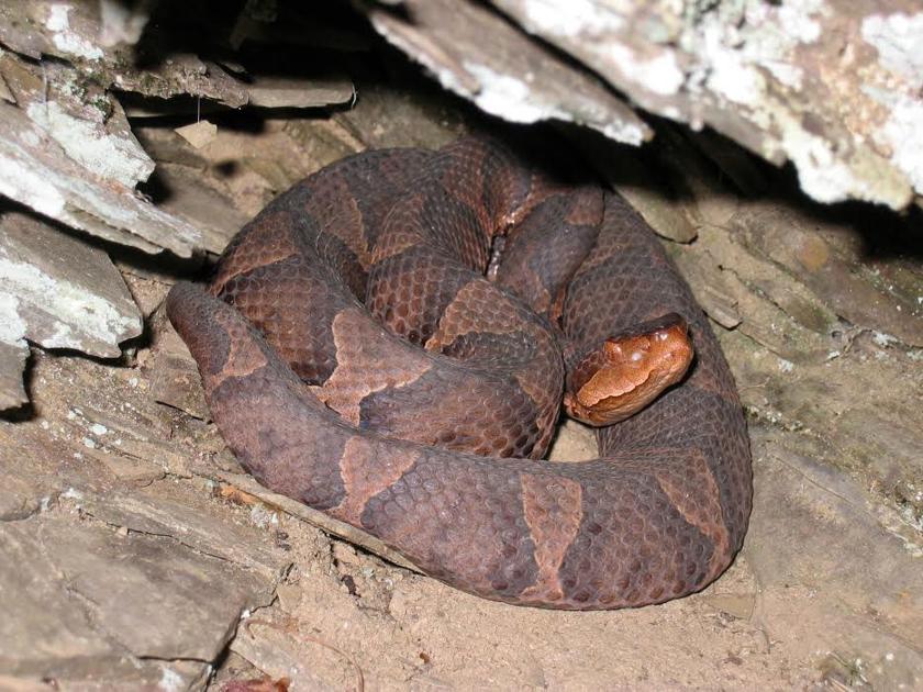 Copperhead Frequency Prompts Area Awareness News tonline Com