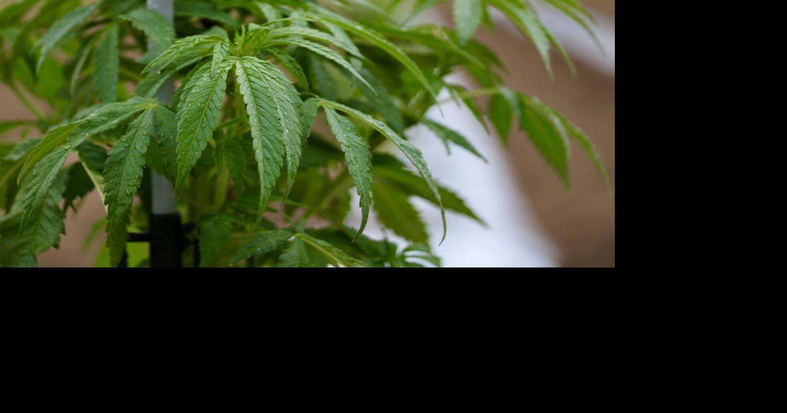 Federal judge denies hemp entrepreneurs’ reques…