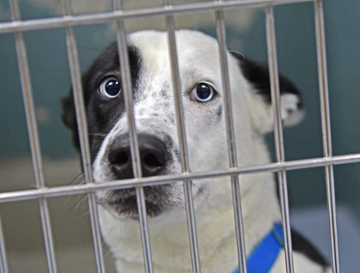 Tazewell County Animal Shelter faces having to euthanize animals | News |  