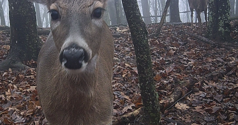 Wildlife managment regs are complicated because science can complicated