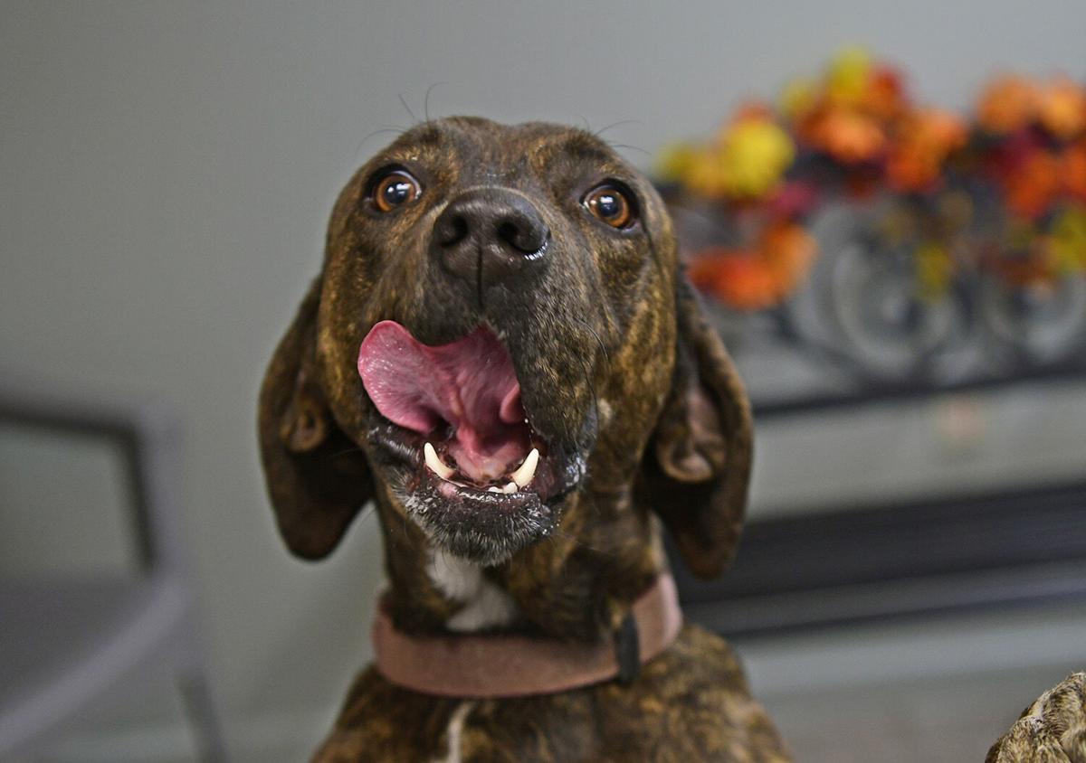 211107-news-slideshow-dogs-jn001.jpg