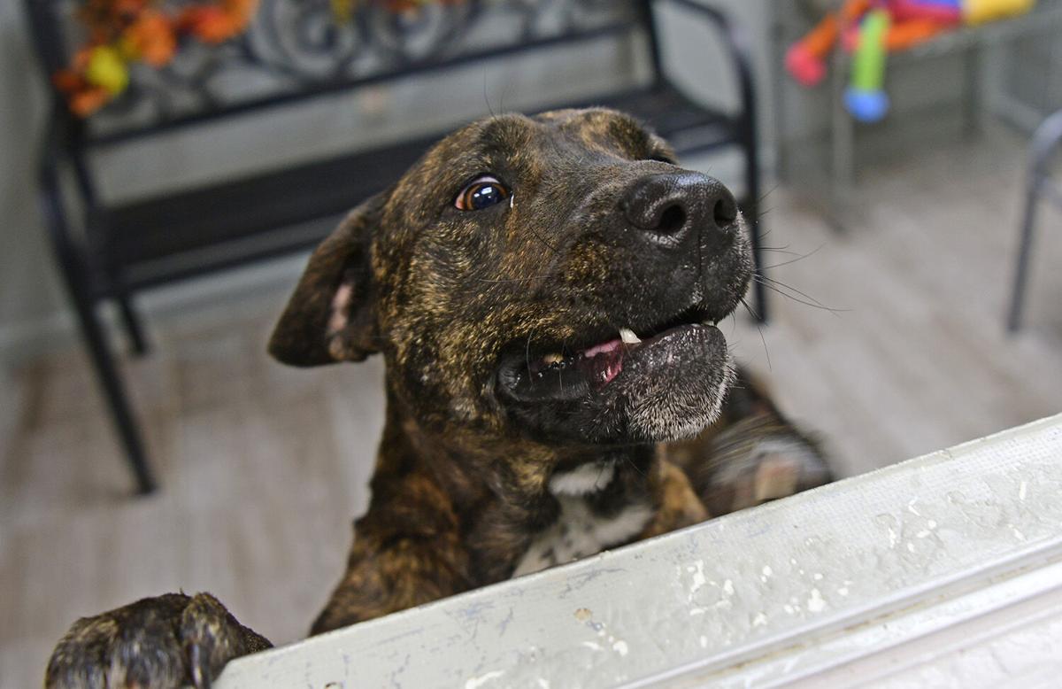 211107-news-slideshow-dogs-jn002.jpg