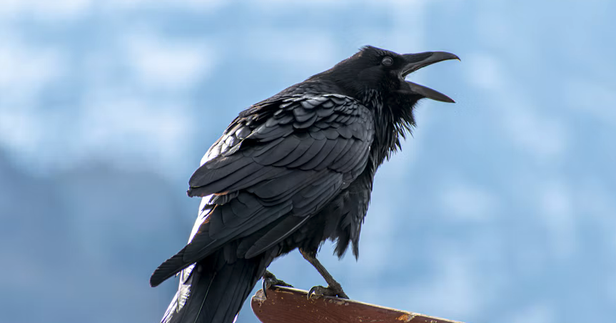 Consider the Raven...