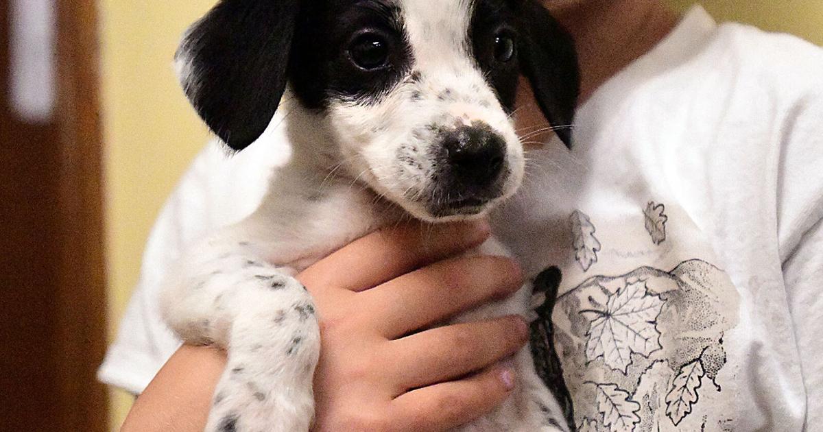 Animal Shelter Pauses For Now On Plan To Euthanize Dogs Cats News animal-shelter-pauses-for-now-on-plan-to-euthanize-dogs-cats-news