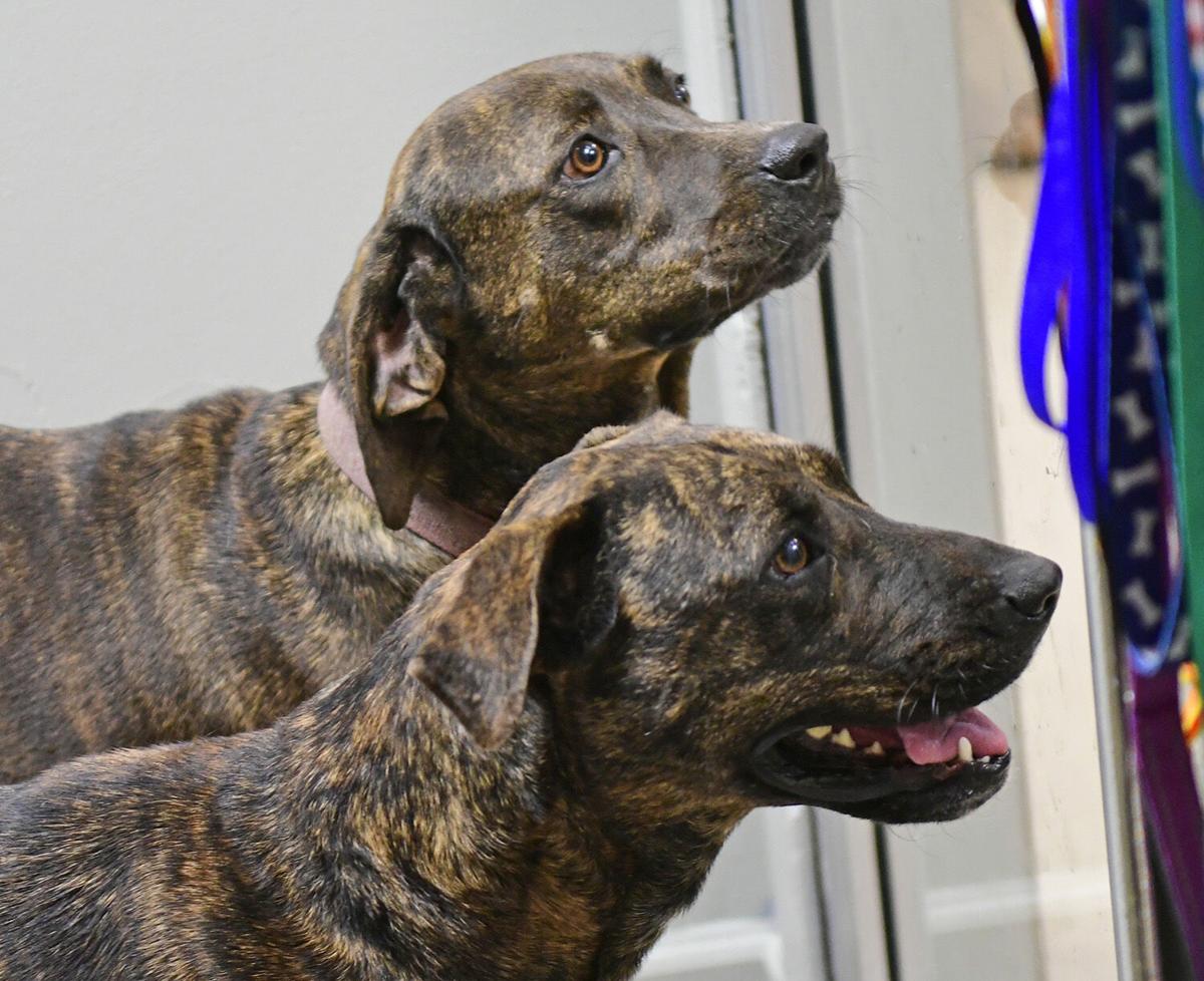 211107-news-slideshow-dogs-jn005.jpg