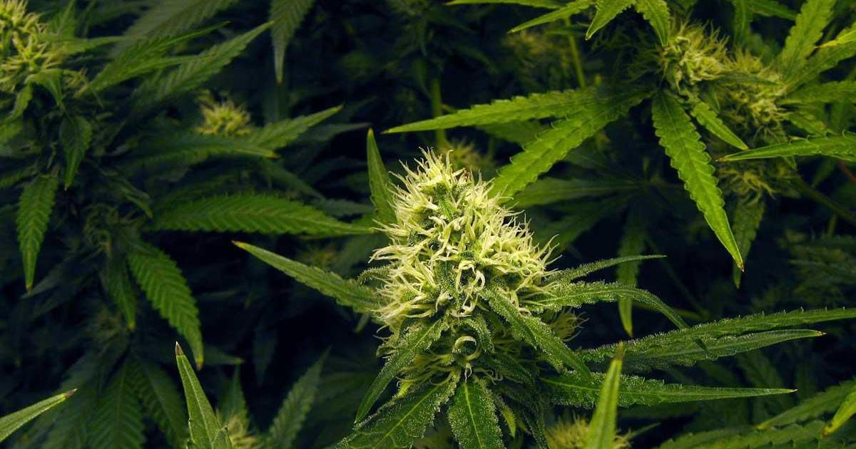 More medical cannabis patients being registered in West Virginia