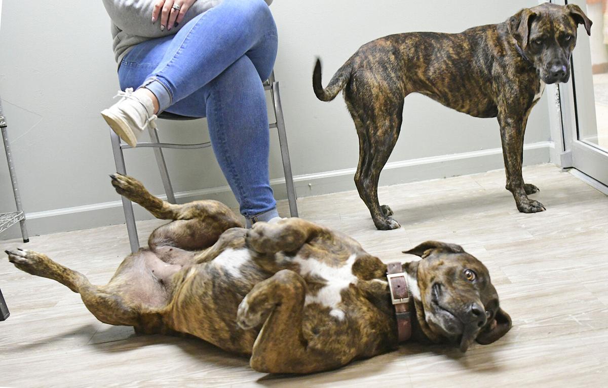 211107-news-slideshow-dogs-jn007.jpg