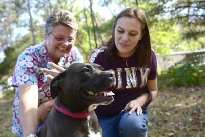 city of bluefield revisiting animal