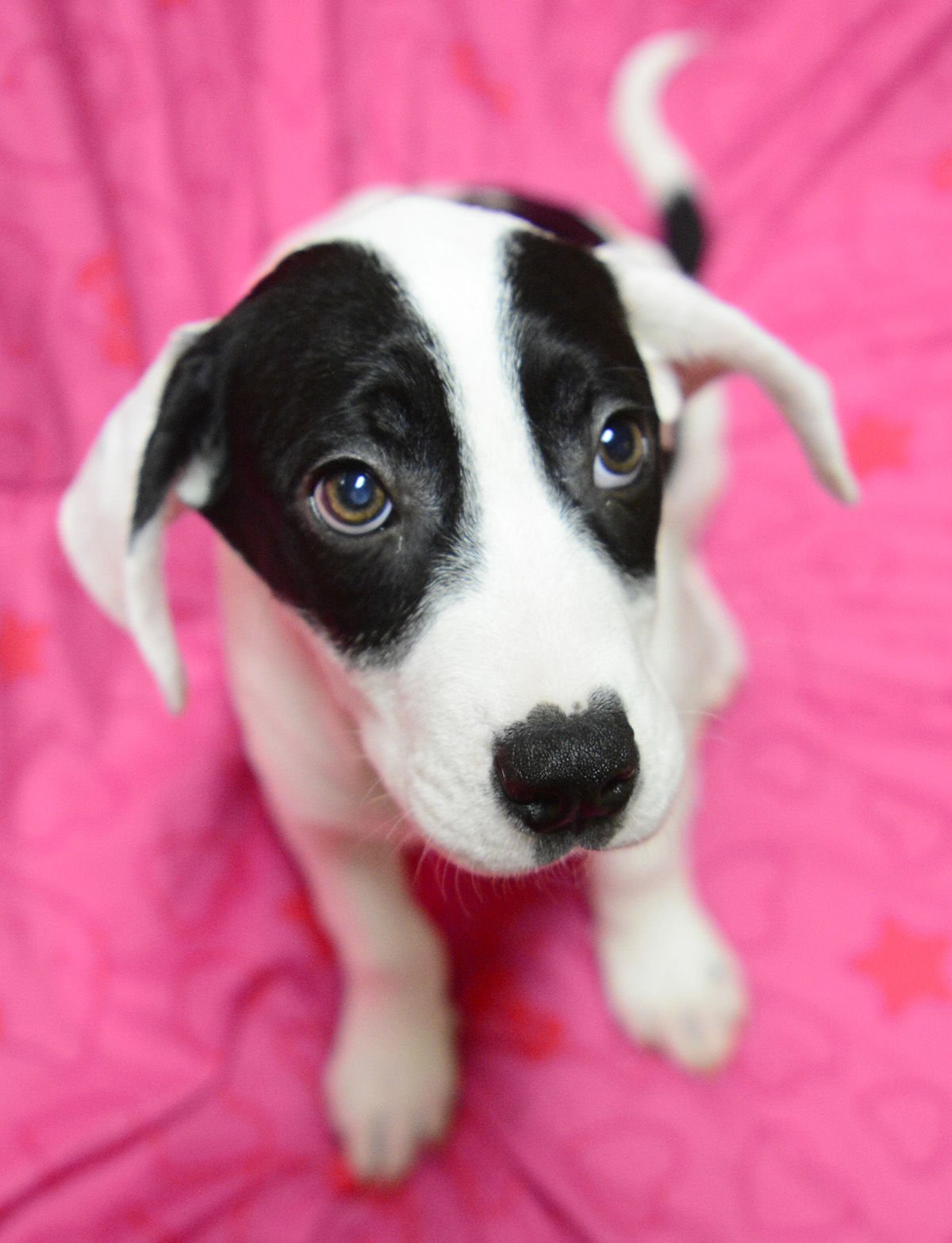 Slideshow: Area Shelter Pups Available For Adoption On National Puppy ...