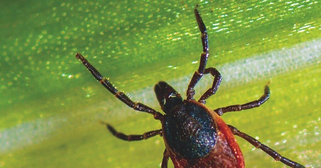 Fayette County Health Department to offer preventative Lyme disease treatment