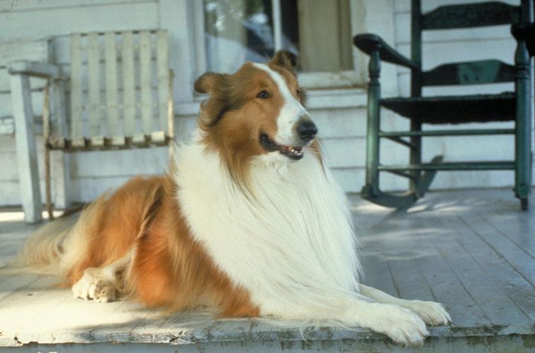 Movies on Main - Lassie - Town of Tazewell