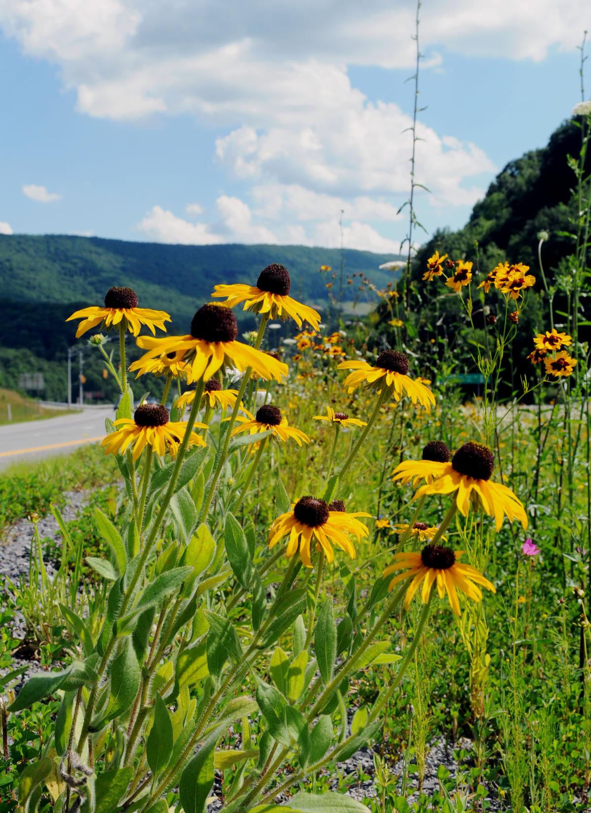 Slideshow Wildflowers of Southern West Virginia Gallery