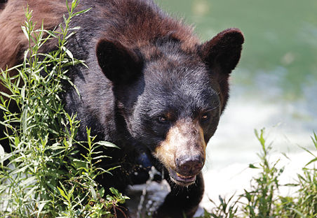 West Virginia Black Bears announce 2021 schedule, Black Bears