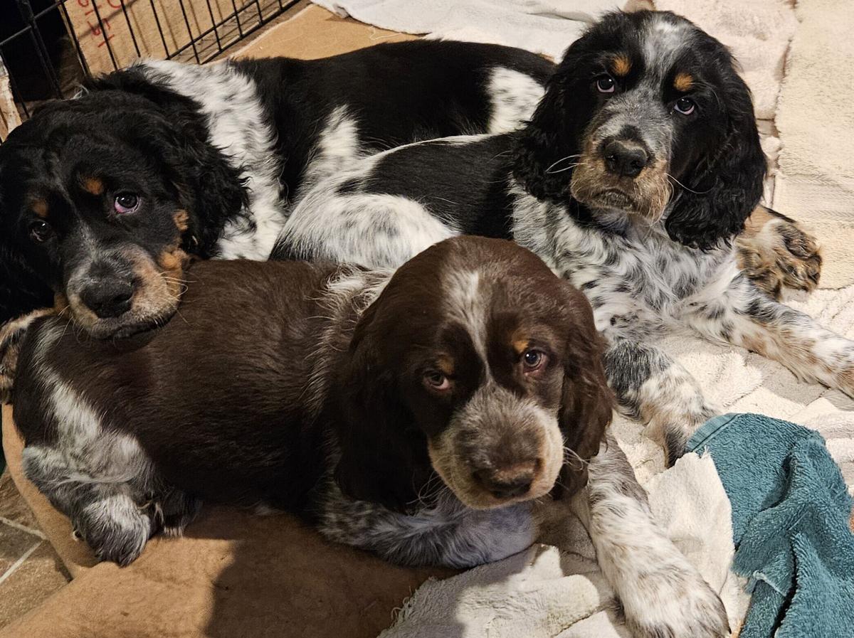 Tri Color Blue Roan English Springer Spaniel Black Tri Roan