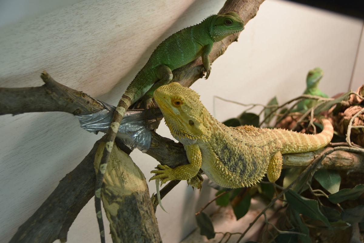 Not Your Typical Pets Local News Beatricedailysun Com