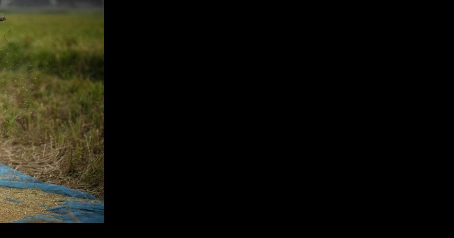 Global food prices rise after Russia ends grain deal and India restricts rice exports