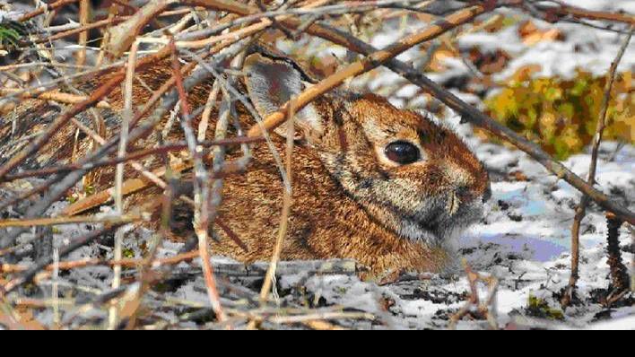 How would you like a fast action hunting challenge?