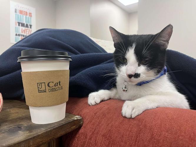 Goodwill’s Cat Connection becomes Lincoln’s first cat café