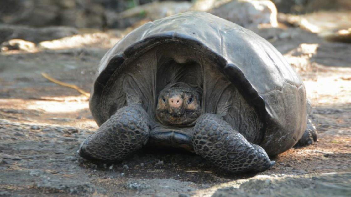 Galapagos tortoise thought extinct found after 100 years