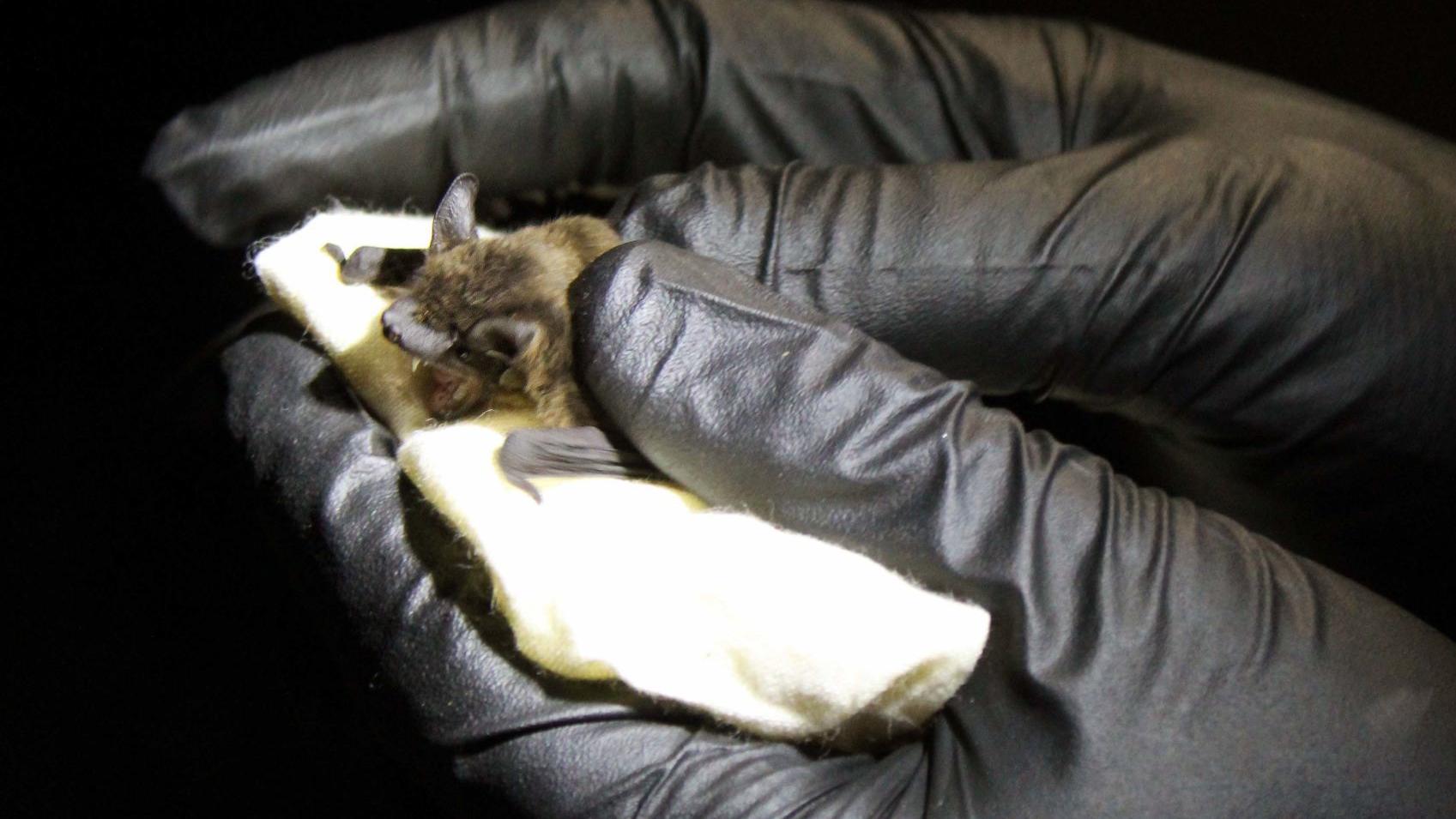 Puppy kitty slot machine red window Puppy kitty slot machine red window