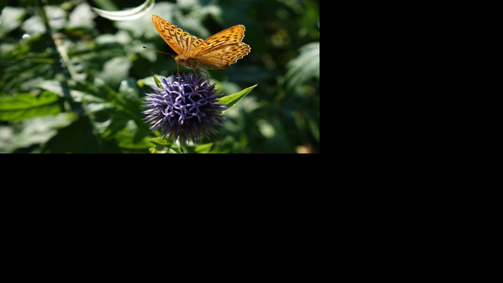 Butterflies fly by 'clapping' wings together, scientists find