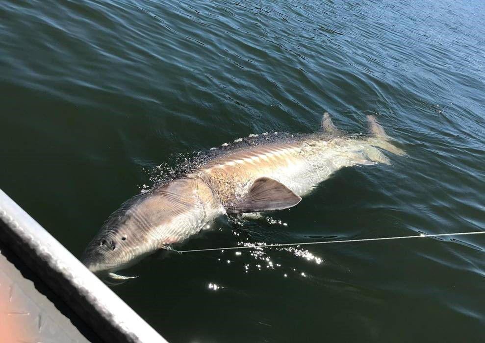 Some Epic Results for this Sturgeon Show Filming - Silversides