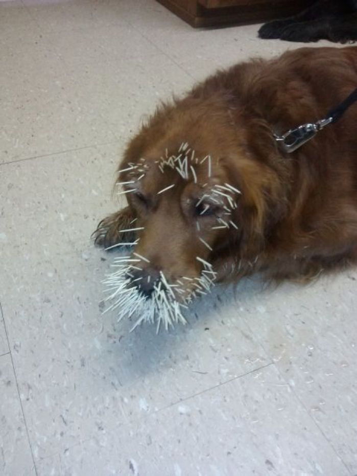 Dogs get painful lesson from porcupine
