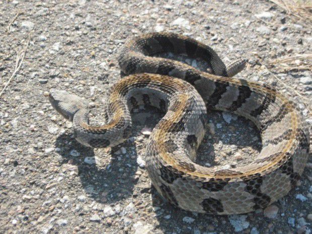 Rattlesnake Spotted At Burchard Lake Local News Beatricedailysun Com