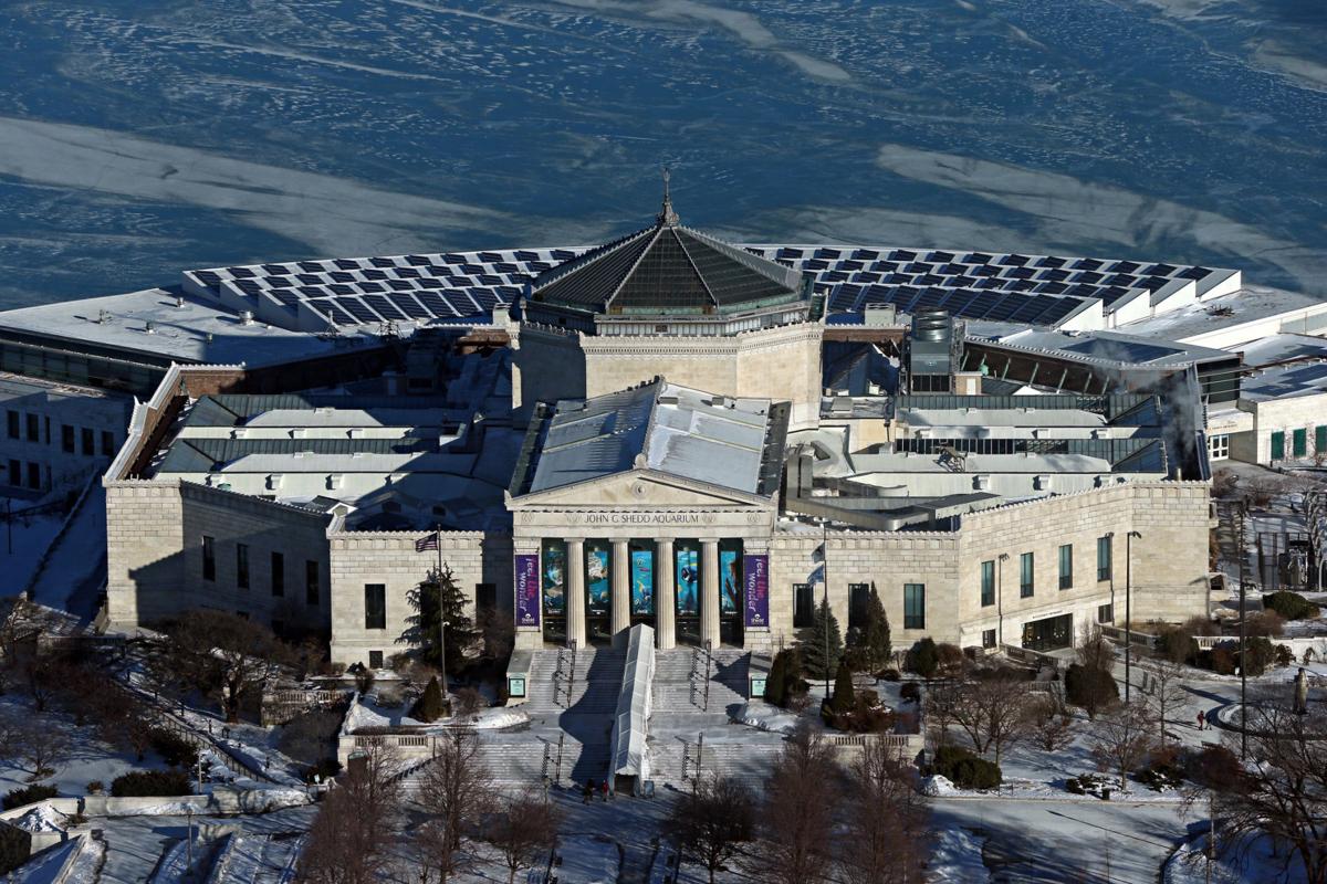 A view of the Shedd Aquarium in Chicago, which has been streaming footage of their penguins.