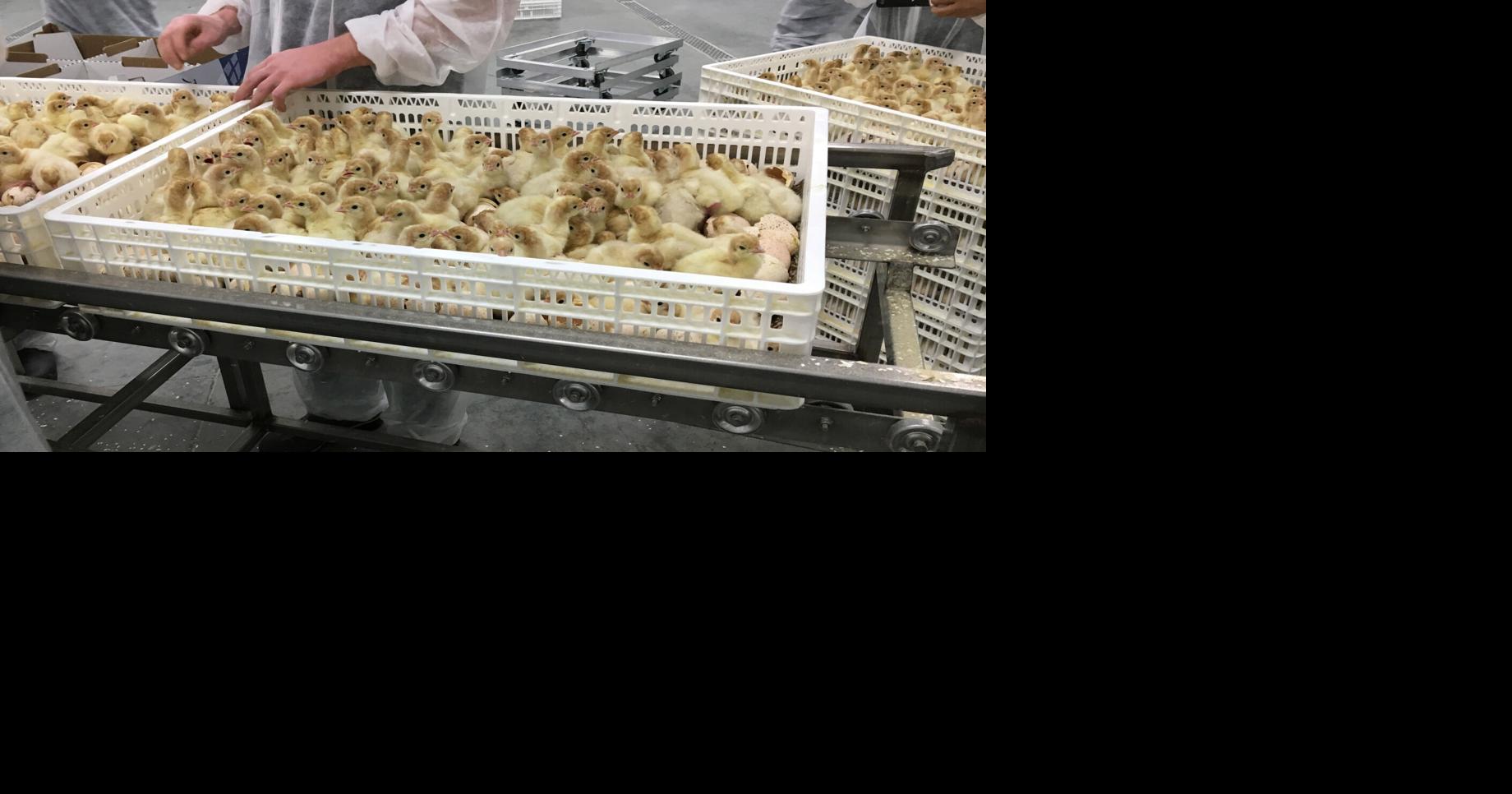 Beatrice facility hatches eggs for turkey farms