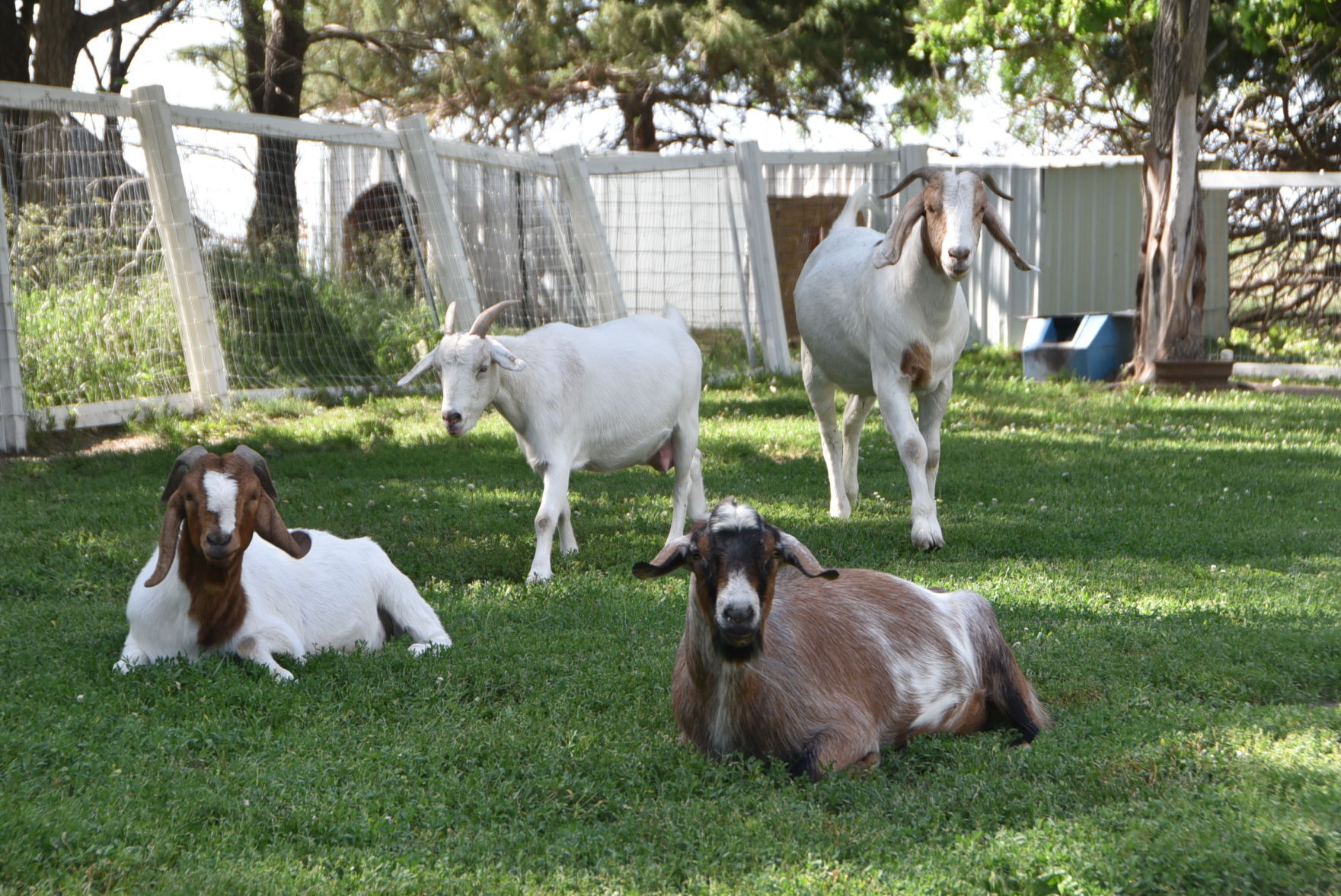 Goat rescues hot sale near me