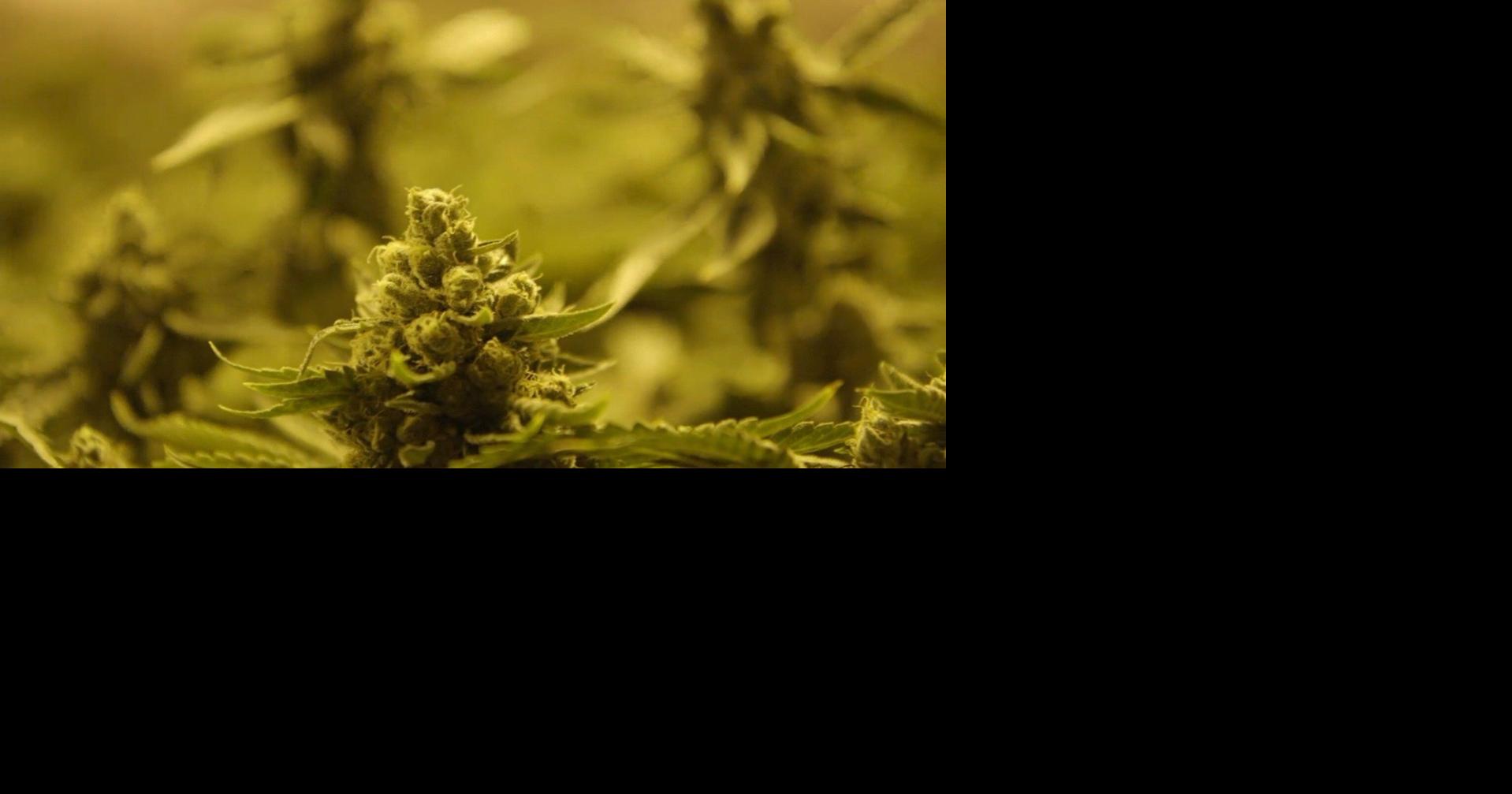 Weeding Out Weed! The NCAA Committee to Remove Marijuana From Banned Drug List