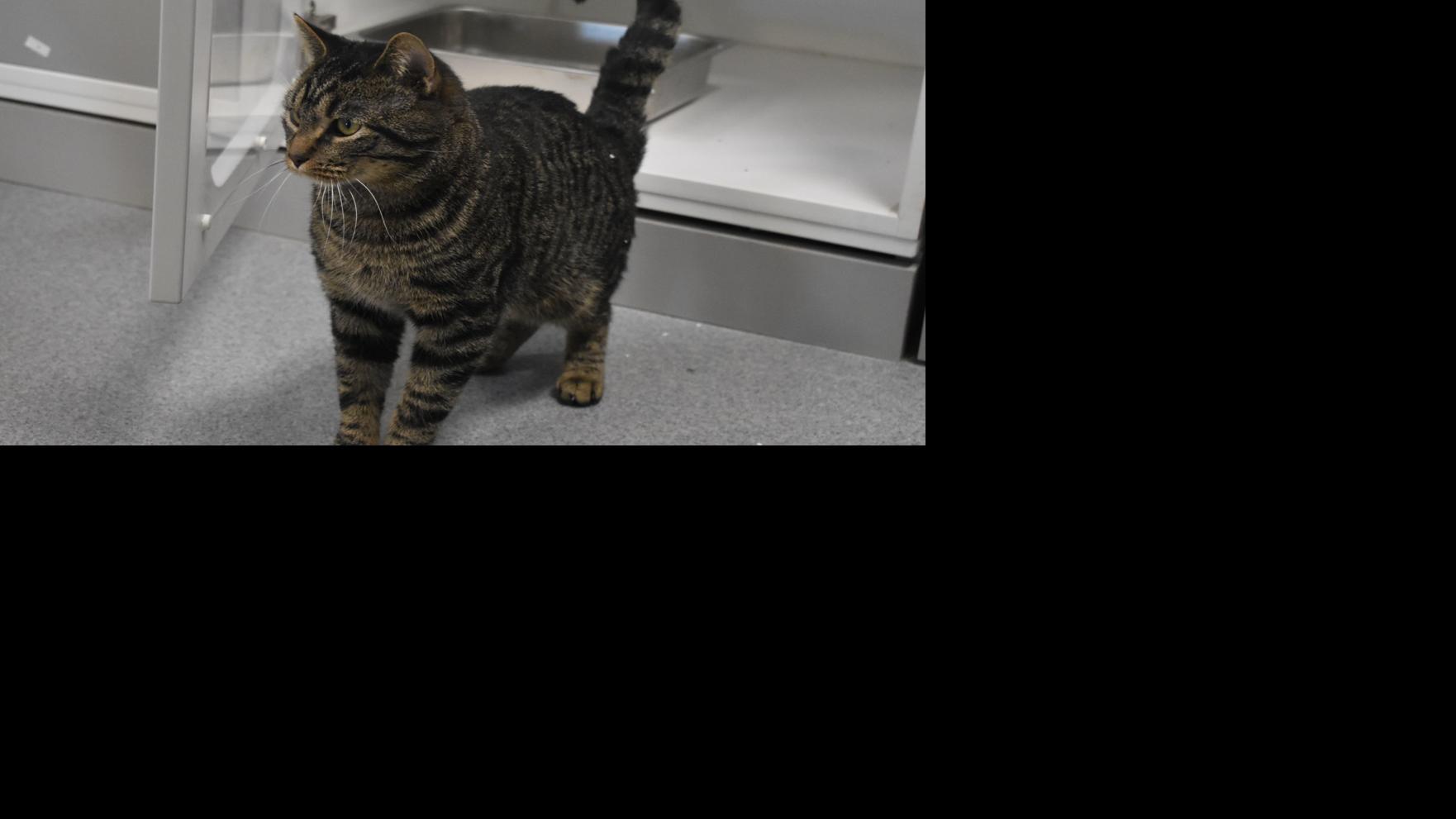 Beatrice Humane Society hires shelter manager