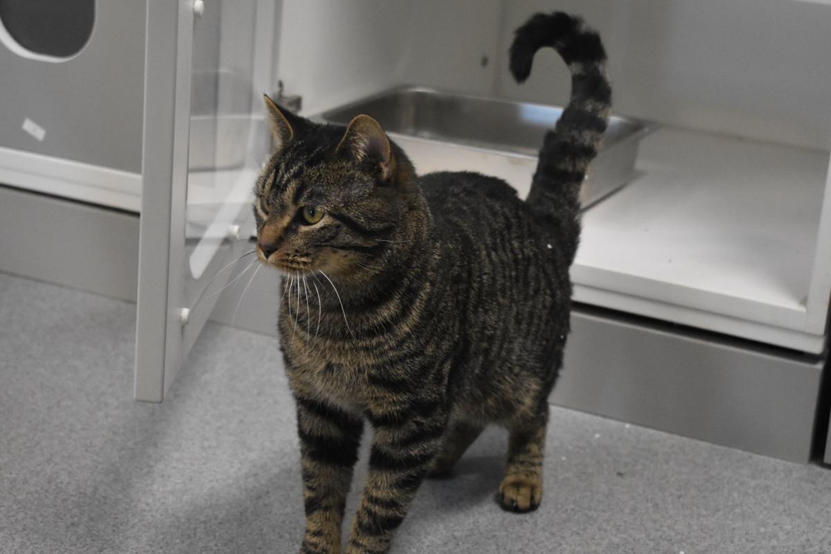 Beatrice Humane Society Hires Shelter Manager Local News Beatricedailysun Com