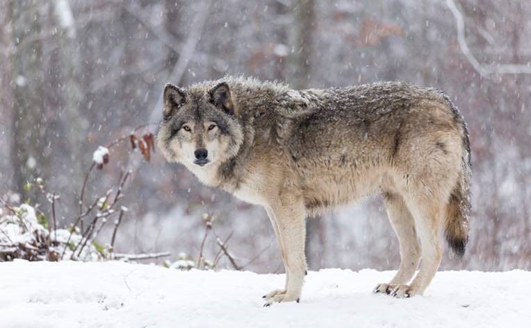 Wolves Are Back In The News Local Beatricedailysun Com