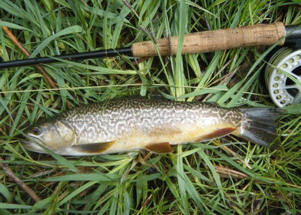 Tiger trout