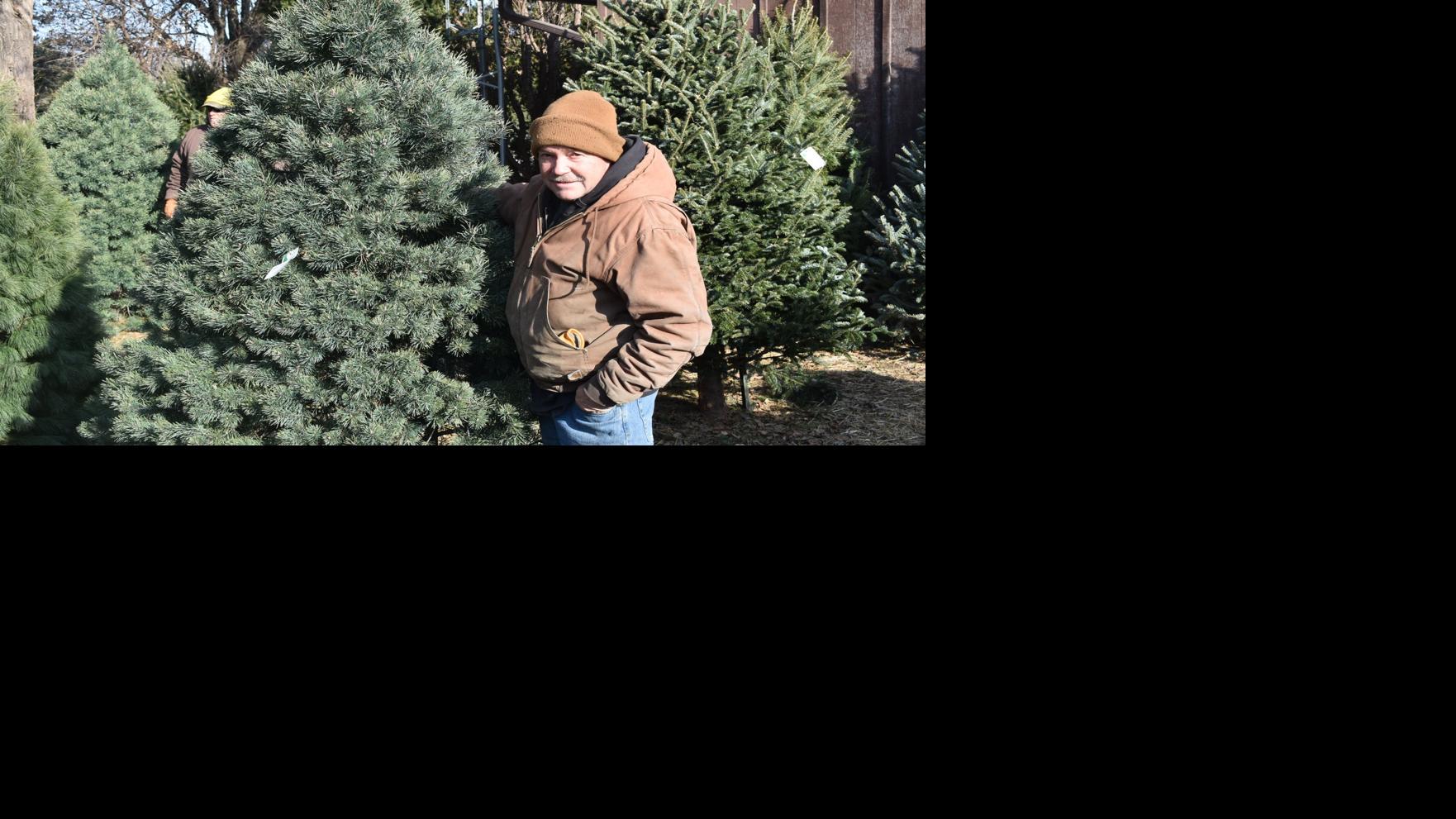 Pinecrest Tree Farm Beatricedailysun Com