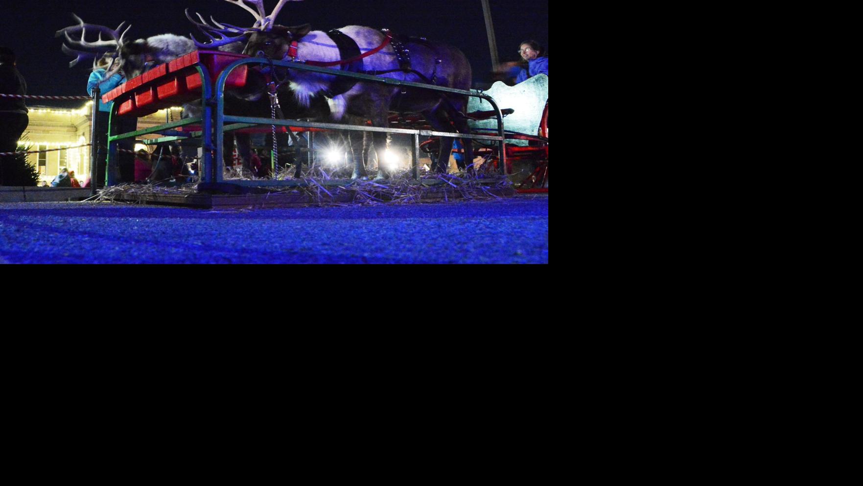 Live reindeer steal the show at Holiday Lighted Parade