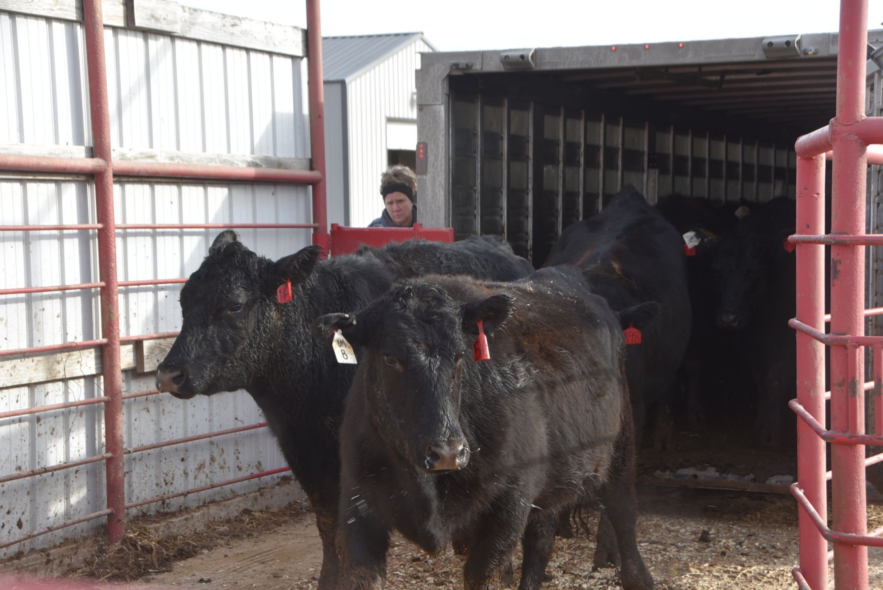 Area farmers deliver cattle for family of deceased friend