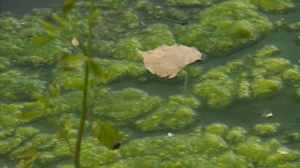 Blue-green algae causing problems close to Beatrice