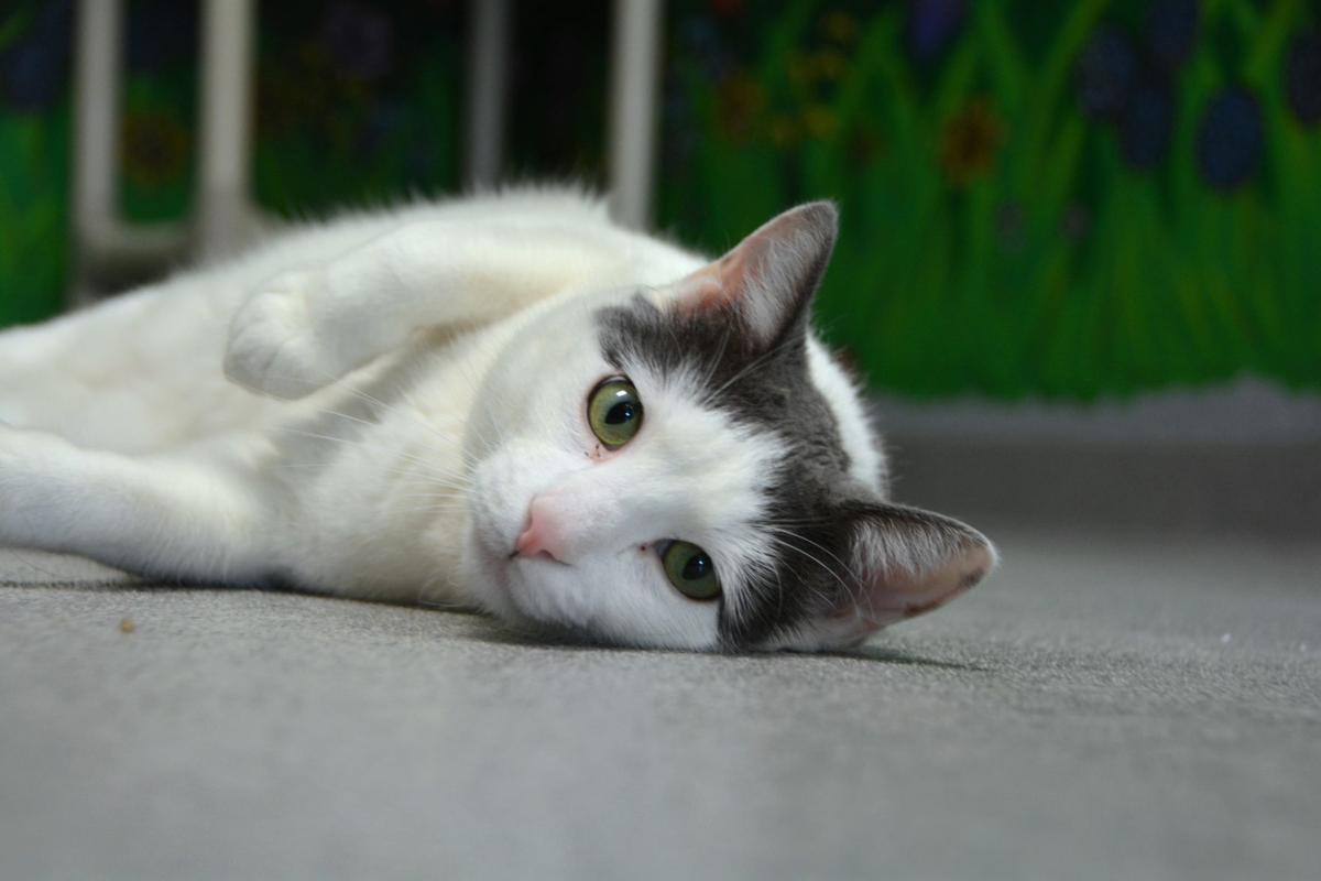 Beatrice Humane Society Annual Fundraiser Top Cats And Tails This